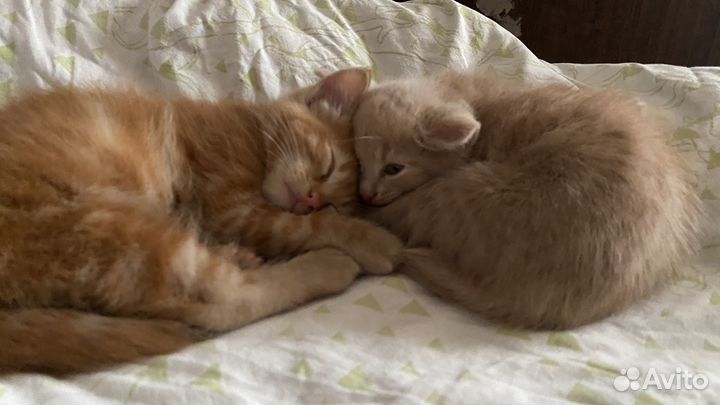 Котята в добрые руки приучены к лотку