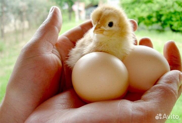 Цыплята и Инкубационное яйцо