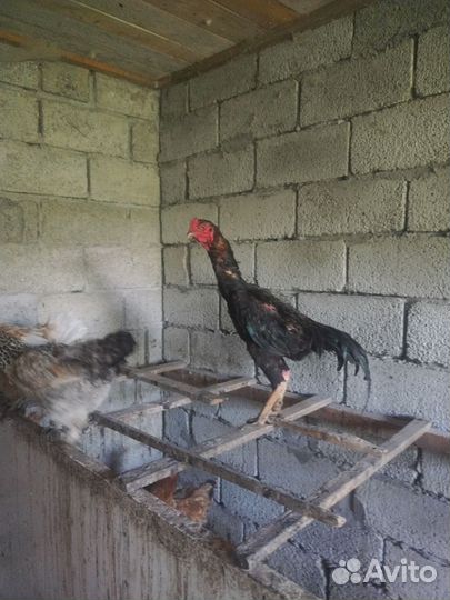 Бойцовые петухи