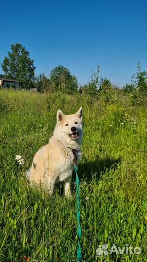 Акита ину вязка (ищем кобеля для вязки)
