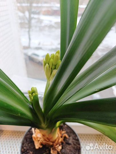 Кливия киноварная