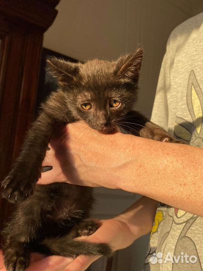 Котенок мальчик бесплатно