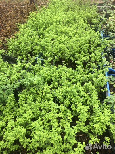 Спирея белая