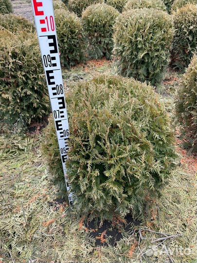 Туя западная Woodwardii/80-100 см