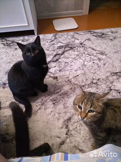 Коты в добрые руки