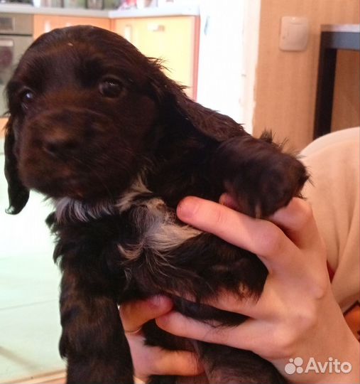 Щенки английского кокер спаниеля