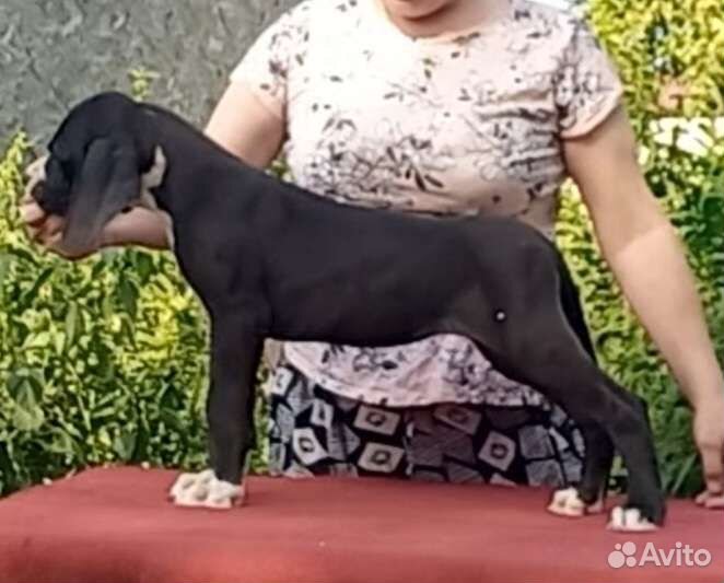 Щенки немецкого дога