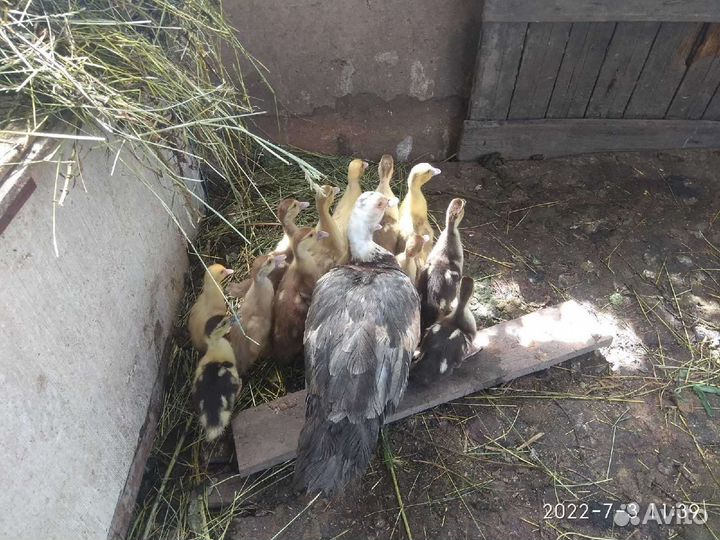 Гуси утята индоутки