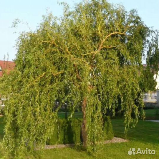 Ива свердловская извилистая