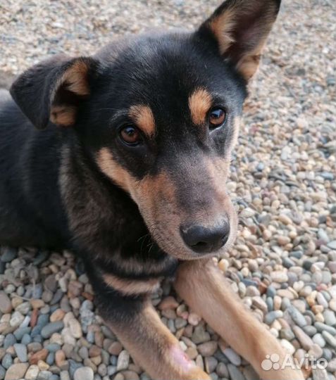 Собака парень ищет дом