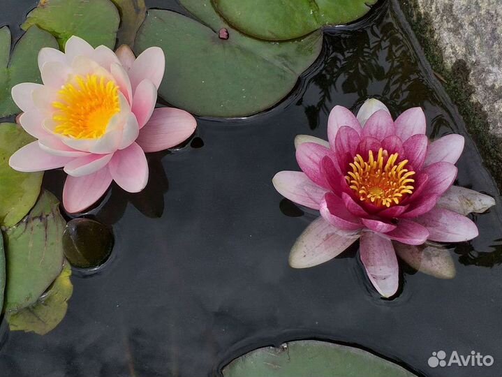 Карп кои и нимфеи