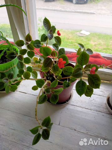 Комнатные растения