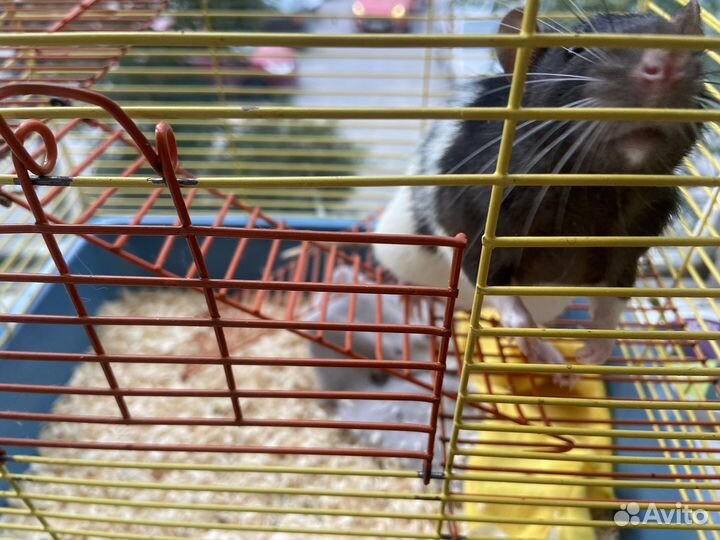 Декоративная крыса дамбо