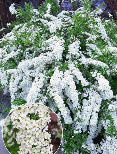 Спирея серая Грефшейм