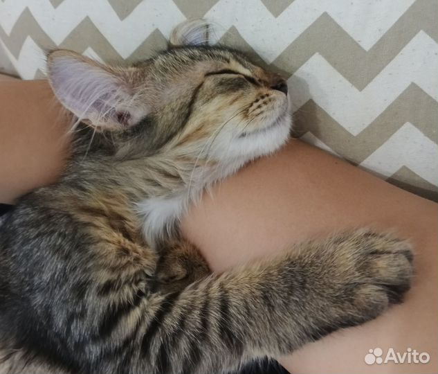 Котик в добрые руки