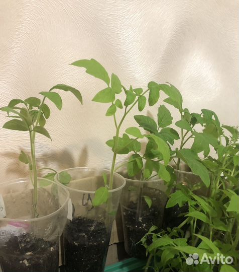 Рассада помидор