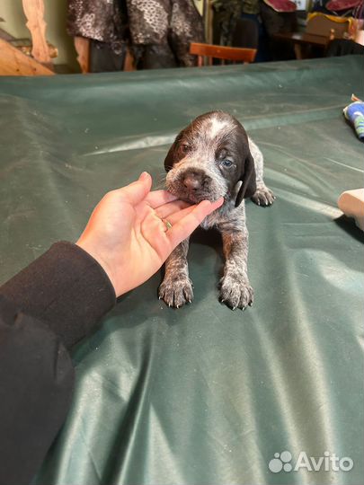 Щенки дратхаара