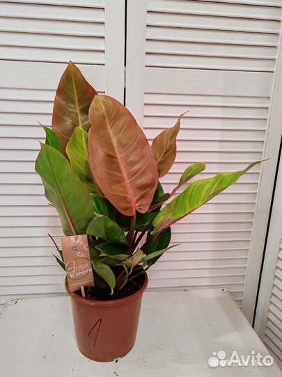Филодендрон принц оранж 3 в 1 - 17/50