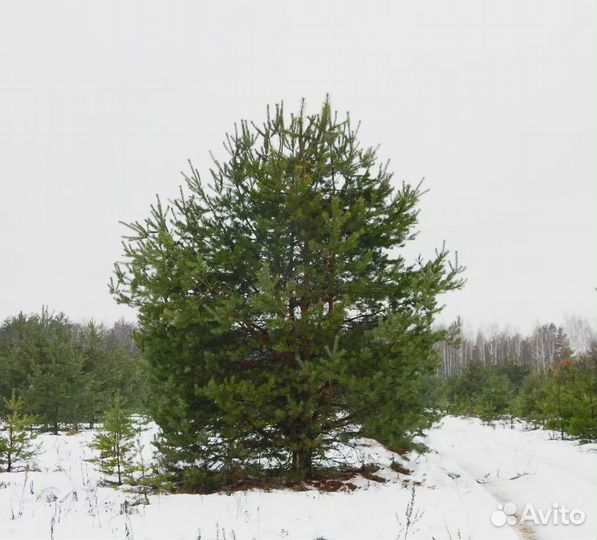 Сосна обыкновенная