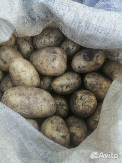 Крупный картофель Гала