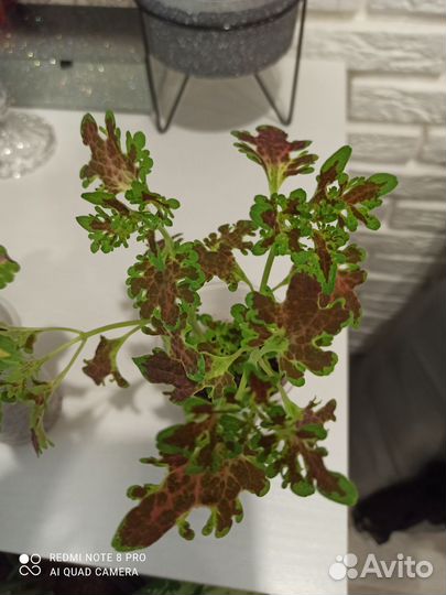 Бегония декоративная, Каланхоэ жёлтый, колеус