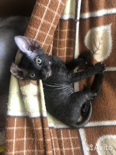 Котята Сфинкс