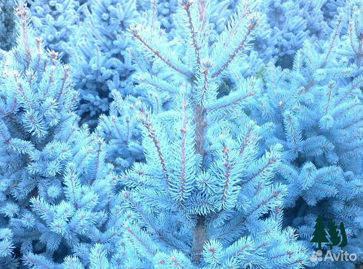 Ель голубая из питомника