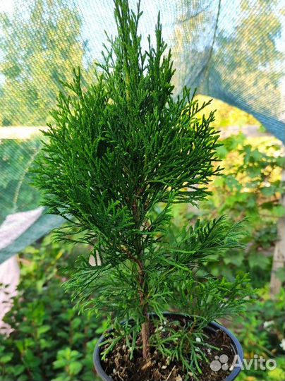 Туя смарагд