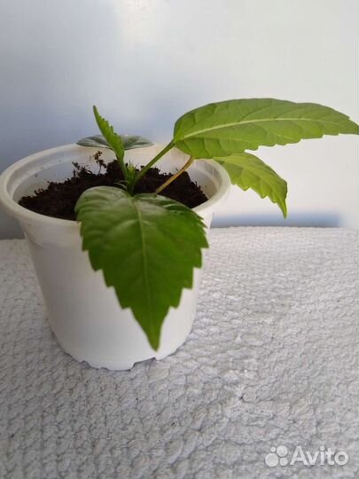 Гибискус, /китайская роза