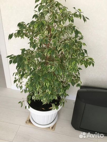 Фикус бенджамина большой