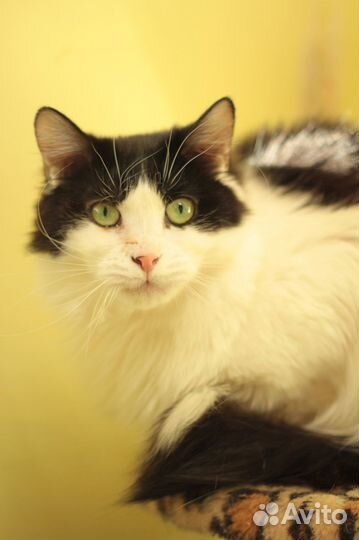 Ласковая кошка Монро ищет дом