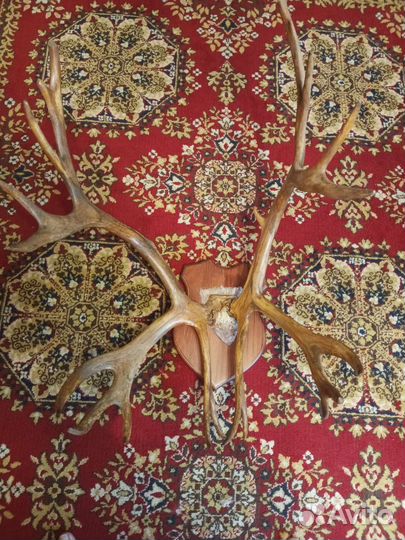 Рога косули