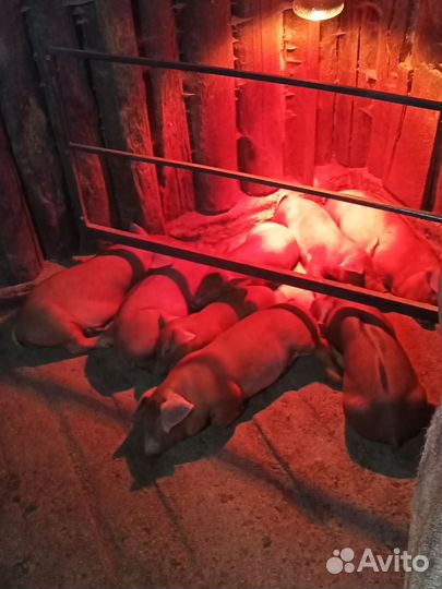 Поросята породы дюрок