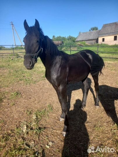 Жеребчик полуфриз продажа, обмен