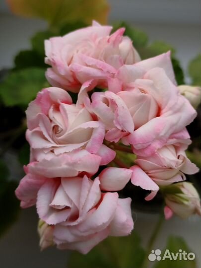 Комнатные домашние растения