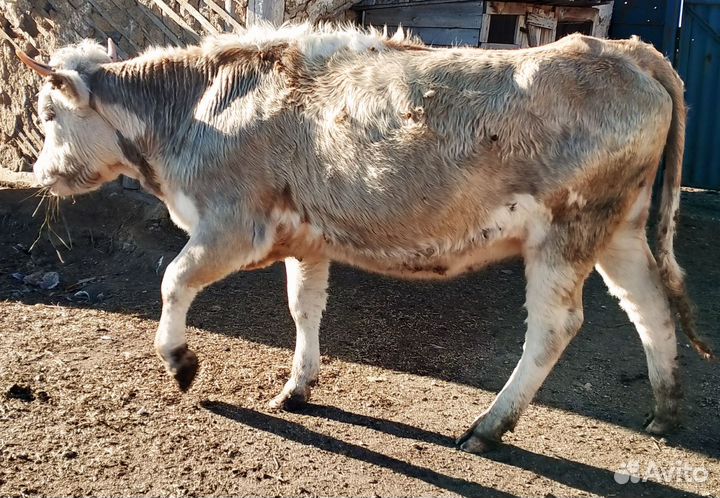 Коровы телки