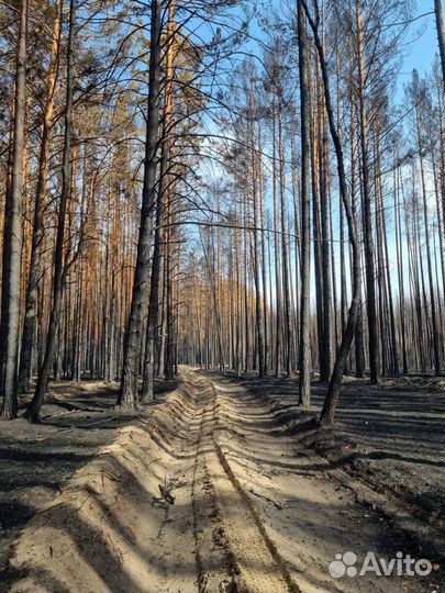 Лес кругляк сосна