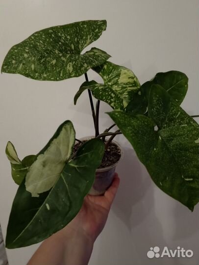 Сингониум Панда