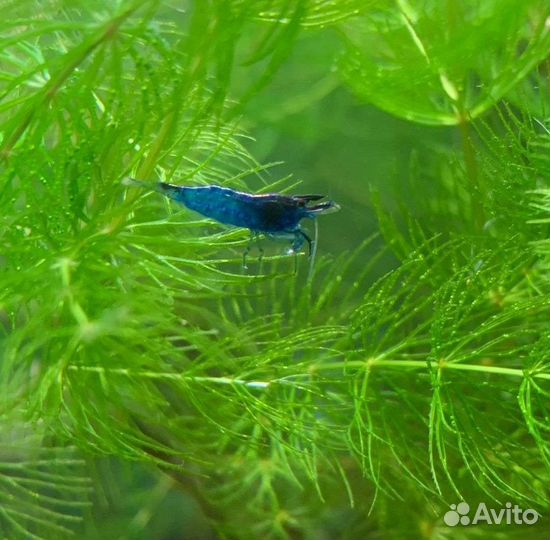 Креветки блю дрим