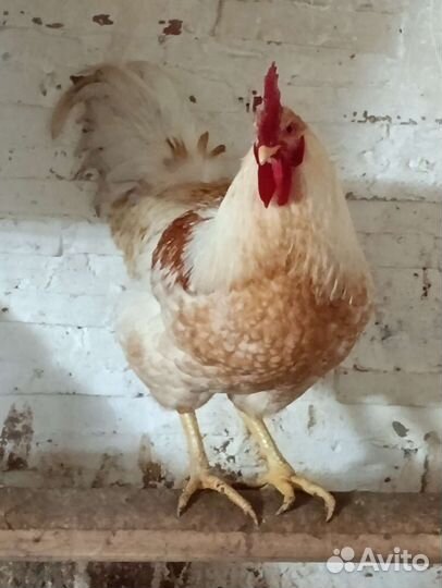 Петух домашний (папа Кучинец, мама Доминант)