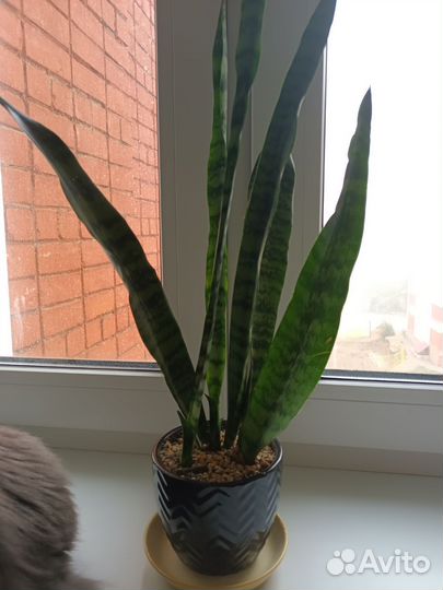 Сансевиерия