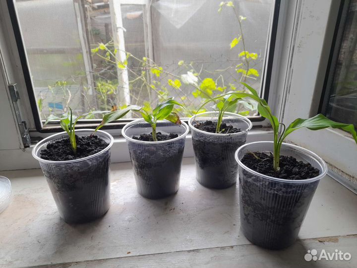 Спатифиллум