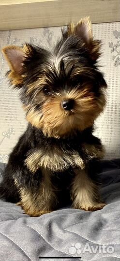 Йоркширский терьер