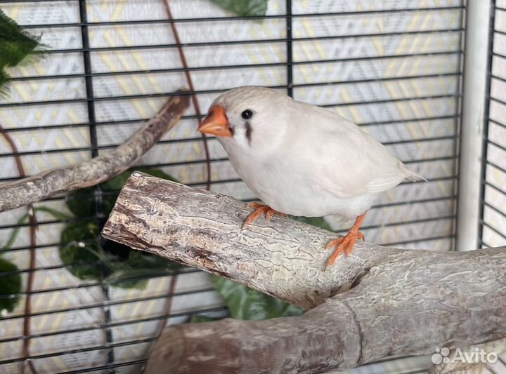 Амадины зебровые