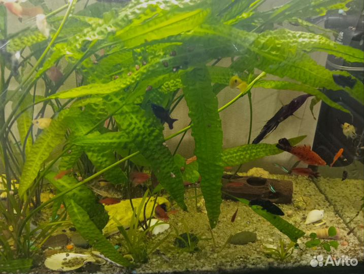 Рыбки Данио, гуппи