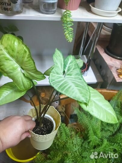 Сингониум, алоэ