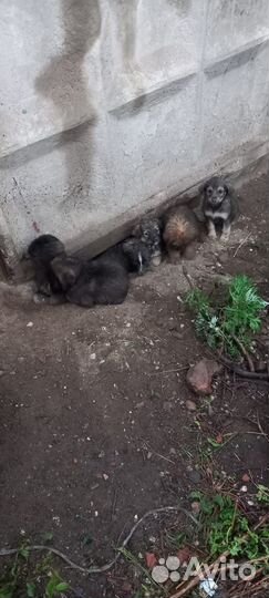 Щенки в добрые руки