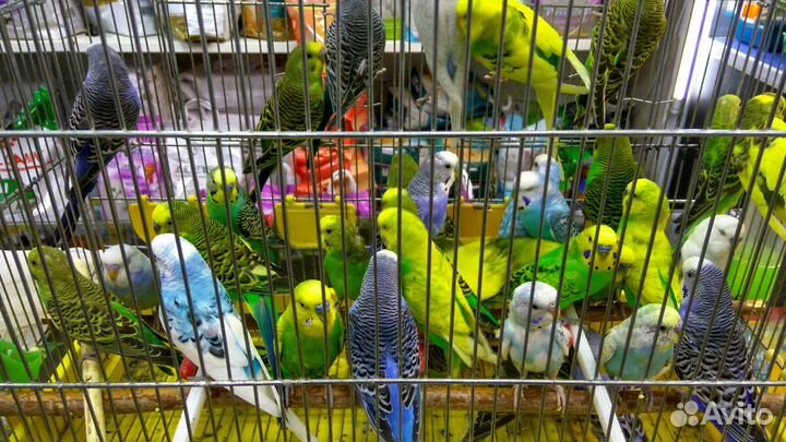 Продам попугаев