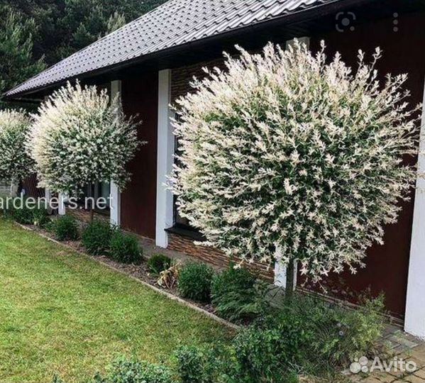 Ива хакуро и фламинго молодые и взрослые саженцы