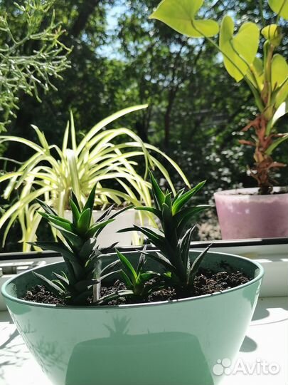 Суккулент хавортия